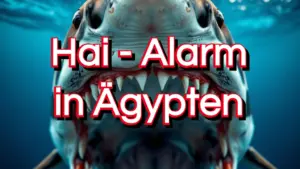 Mehr über den Artikel erfahren Hai-Angriff in Ägypten: Wo, warum und wie Verhalten?