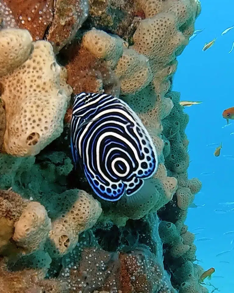 Juveniler-Imperator-Kaiserfisch-scuba-world-makadi-bay-hausriff