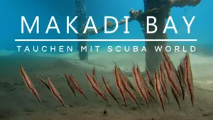 Mehr über den Artikel erfahren Makadi Bay: Abgetaucht mit Scuba World