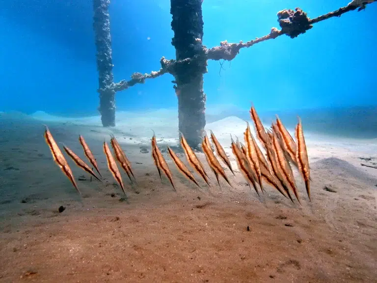 Scuba-World-Makadi-Bay-Hausriff-Messerfische