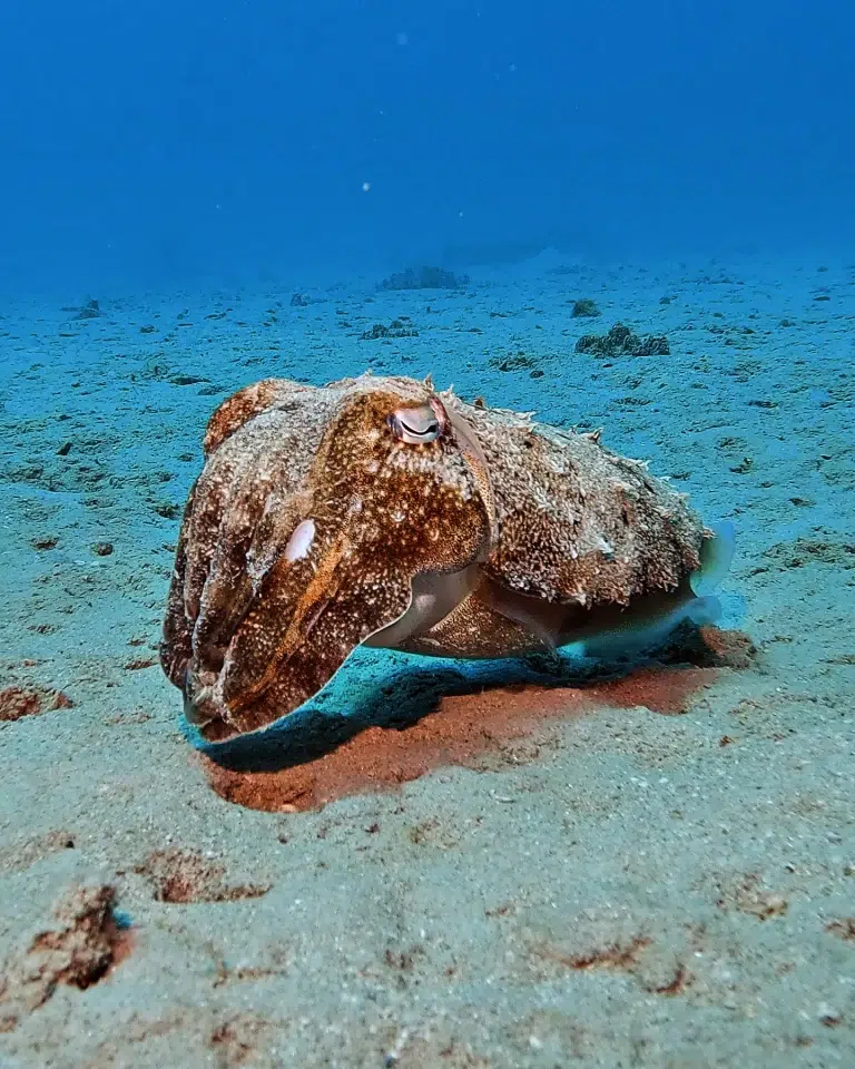 Scuba-World-Makadi-Bay-Hausriff-Sepie