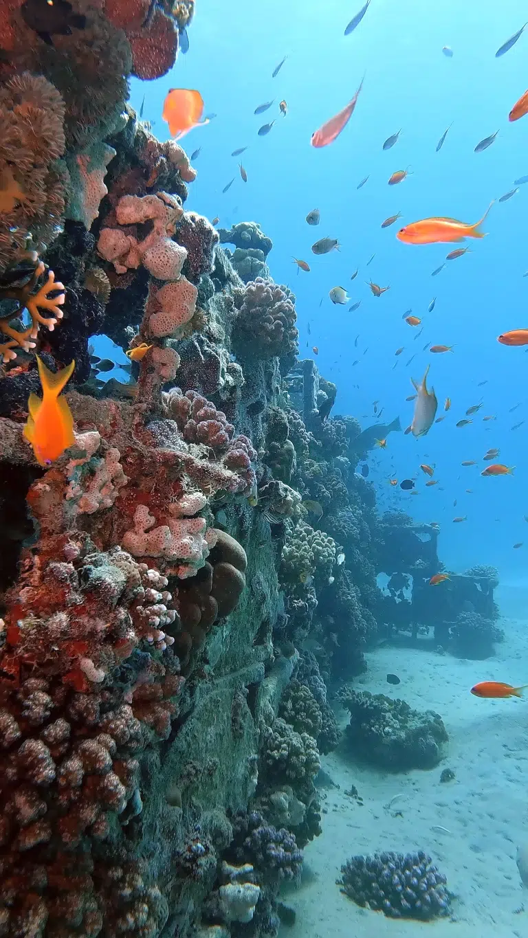 Scuba-World-Makadi-Bay-künstliches-Riff-Lego-2