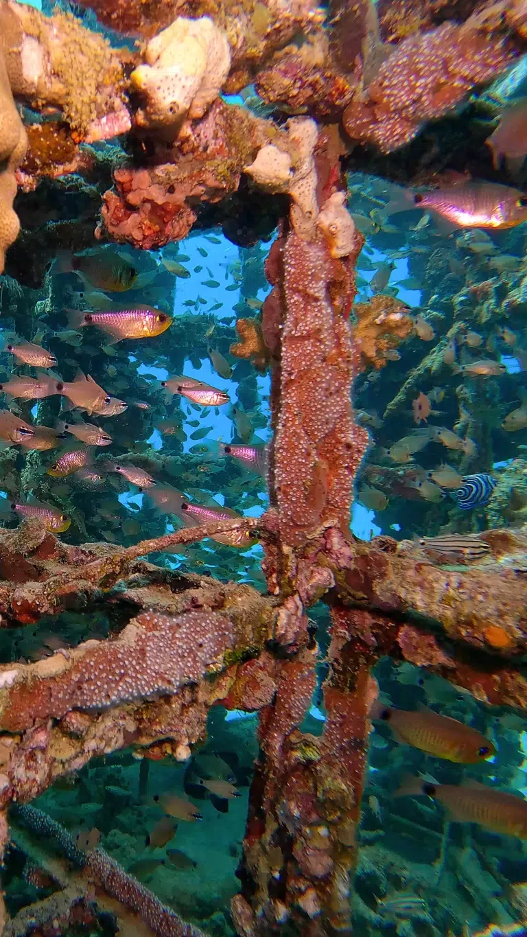 Scuba-World-Makadi-Bay-künstliches-Riff-Lego-3