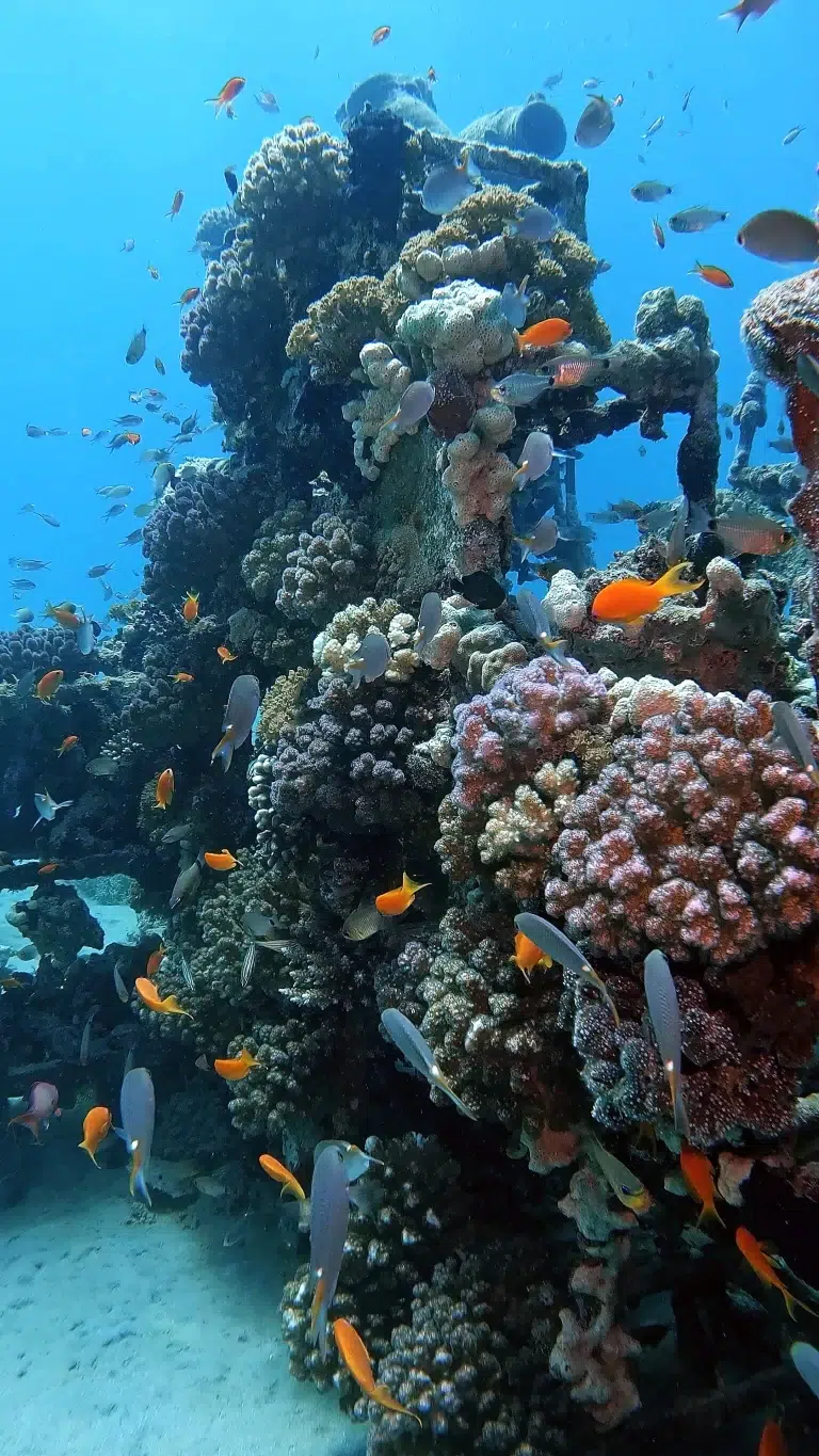 Scuba-World-Makadi-Bay-künstliches-Riff-Lego-4