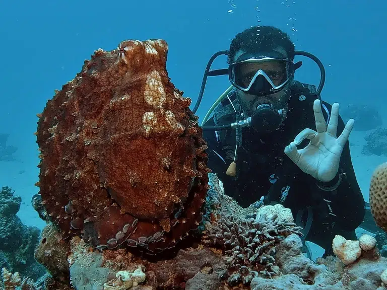 Scuba-world-hausriff-tauchen-oktopus-3
