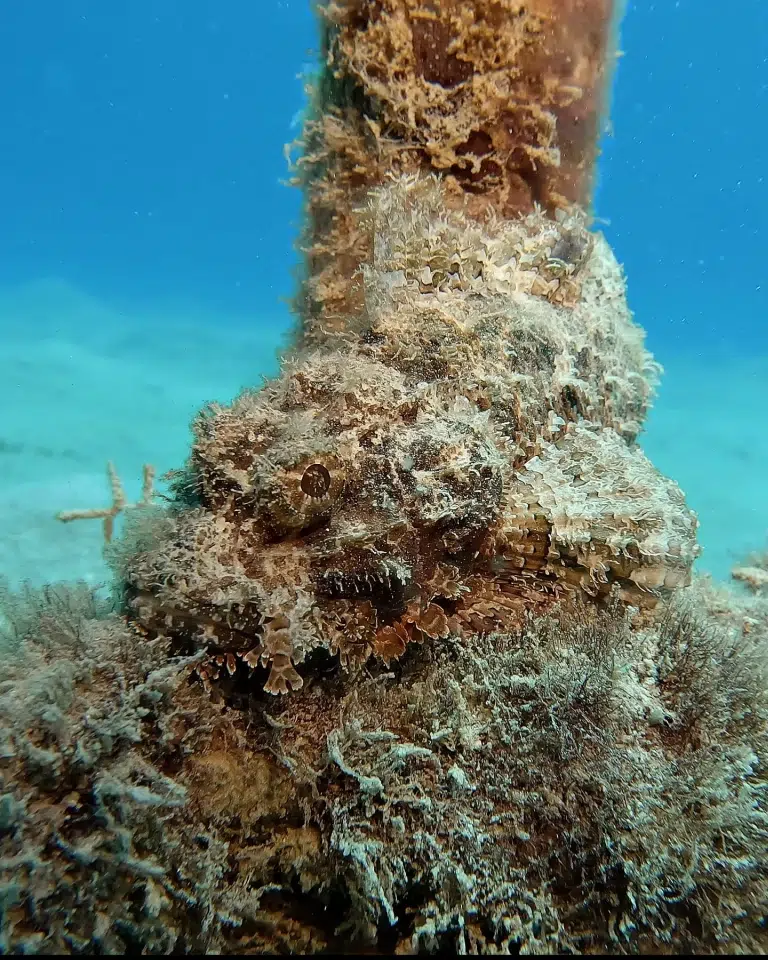 Hausriff-Scuba-World-Makadi-Bay-Drachenkkopf