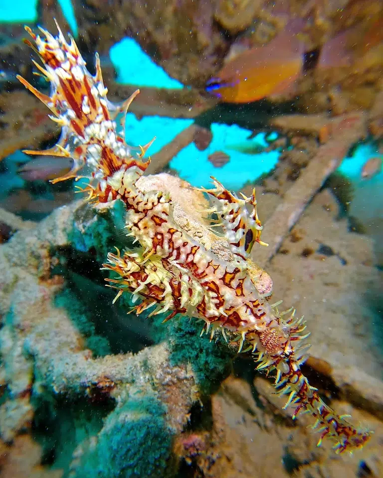 Hausriff-Scuba-World-Makadi-Bay-Schmuck-Geisterpfeifenfisch