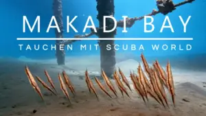 Mehr über den Artikel erfahren Makadi Bay: Abgetaucht mit Scuba World
