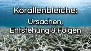 Korallenbleiche-ursachen-folgen-2