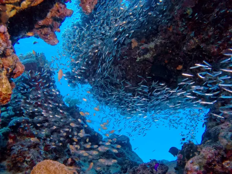 makadi-bay-tauchen-riff-fische-2