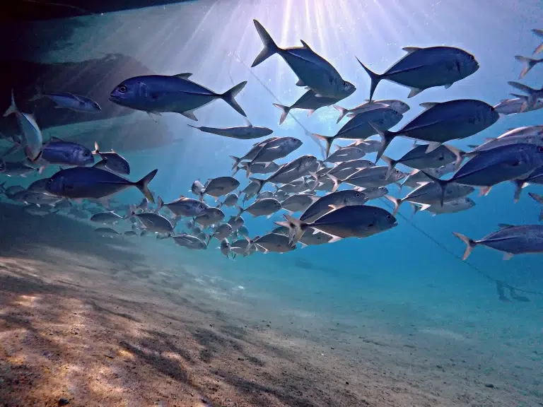 tauchen-makadi-bay-2