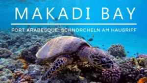 Mehr über den Artikel erfahren Fort Arabesque: Schnorcheln am Hausriff