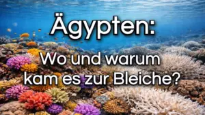 ägypten-korallen-rotes-meer-korallenbleiche