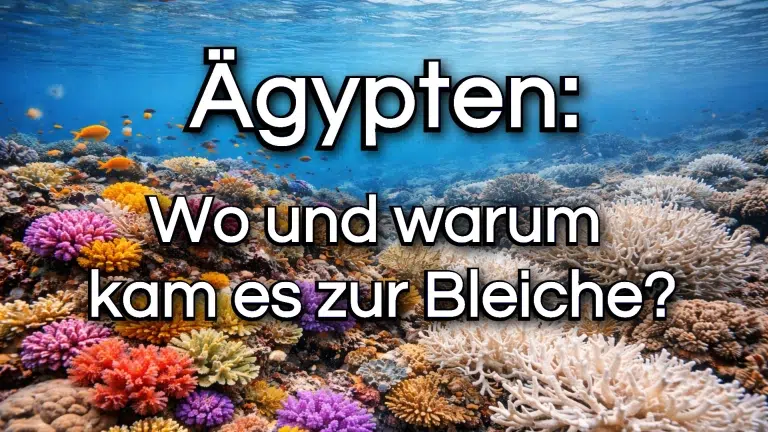 ägypten-korallen-rotes-meer-korallenbleiche